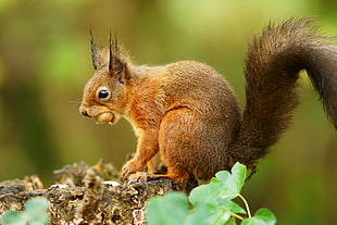 close up photography of squirrel