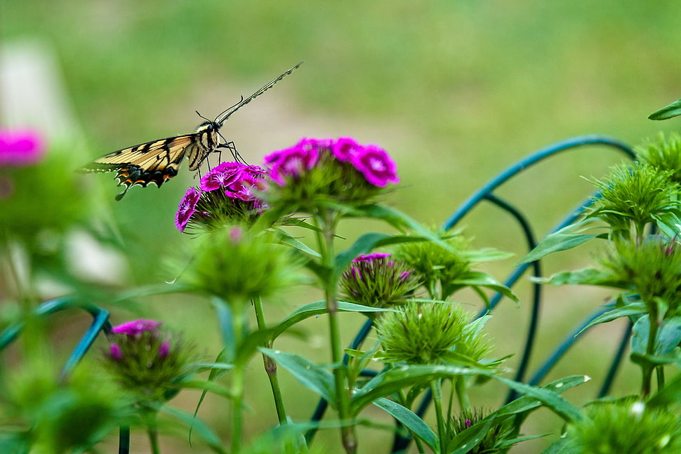 selective focus photography of brown and black butterfly on purple petaled flowers HD wallpaper