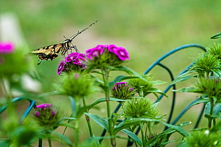 selective focus photography of brown and black butterfly on purple petaled flowers