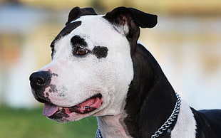 adult black and white American Pit Bull Terrier