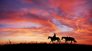 silhouette of two horses