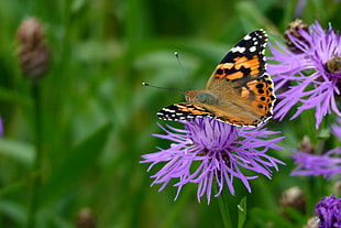 Painted Lady Butterfly on purple floewr