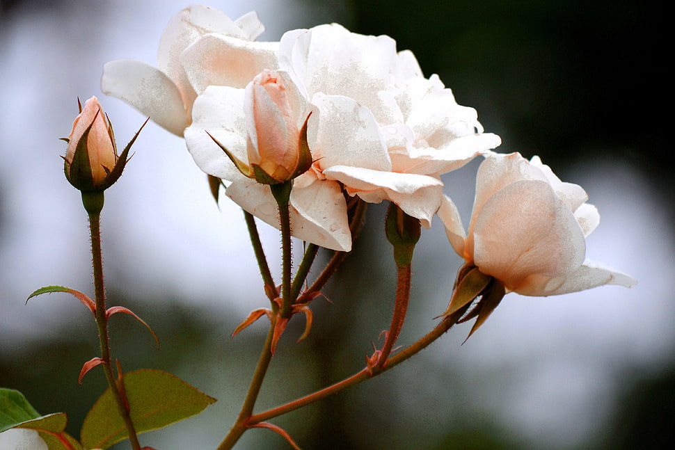 selective focus photography of white Rose flowers HD wallpaper