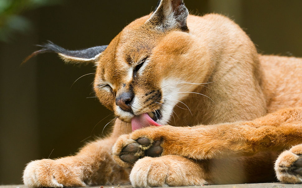 Cat in macro photography HD wallpaper
