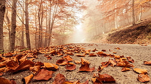 brown and white floral area rug, fall, road, trees