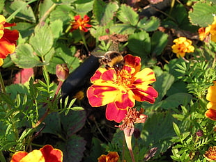 black and yellow bumblebee on yellow and red petaled flower during daytime