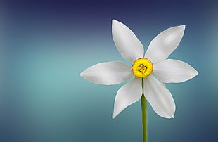 white Daffodil flower with yellow stigma