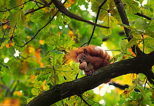 brown squirrel on tree holding nut