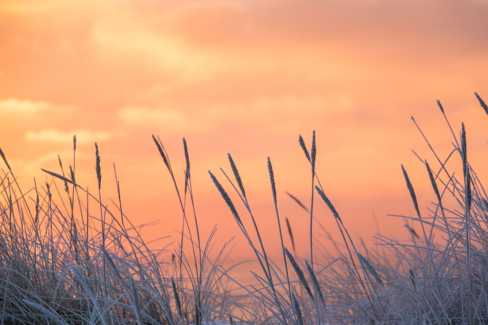 focus photo of wheat plant HD wallpaper