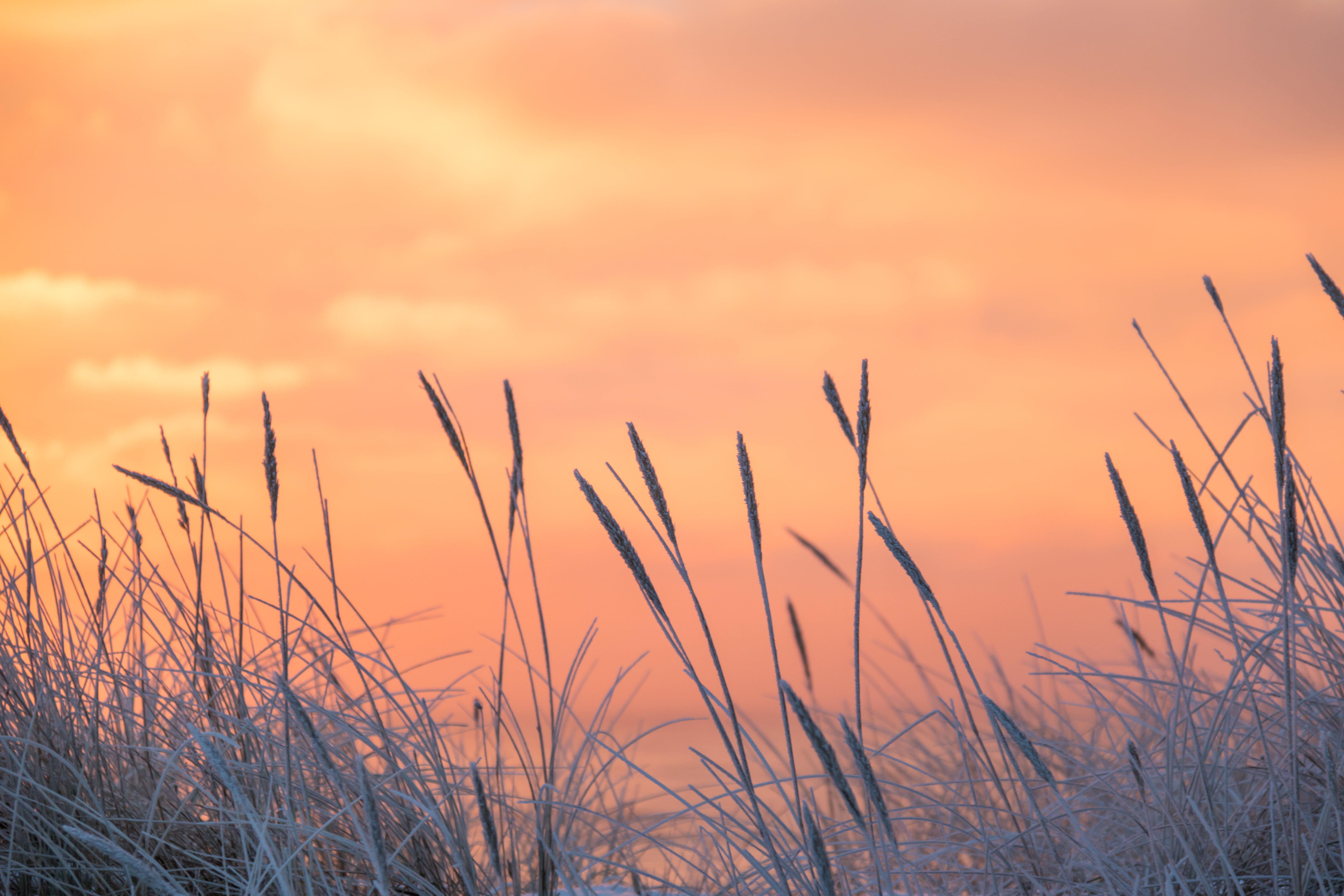 focus photo of wheat plant