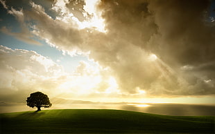 tree on green grass field during sunrise