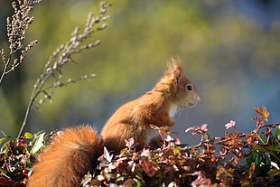 brown squirrel on brown grass during daytime