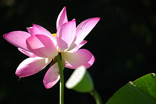 pink Lotus flower in bloom during daytime HD wallpaper