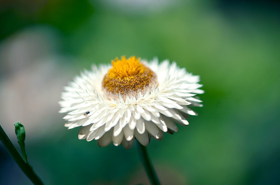 white Daisy flower in closeup photography HD wallpaper