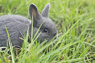 shallow focus photography of gray rabbit in green grass field