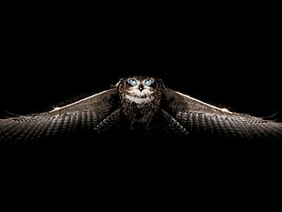 brown owl wallpaper, owl, birds, animals