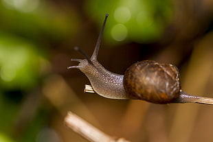 close up photo of snail