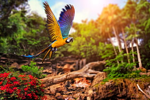 selective focus photography of yellow and purple bird flying