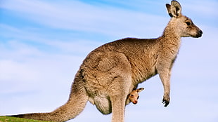 photo of Kangaroo