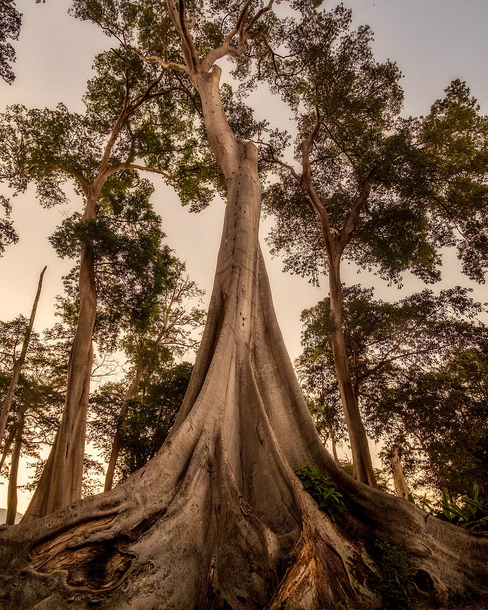bottom-view of trees HD wallpaper