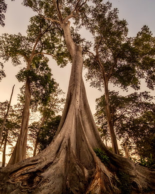 bottom-view of trees