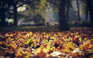 selective focus photography of brown leafs on ground