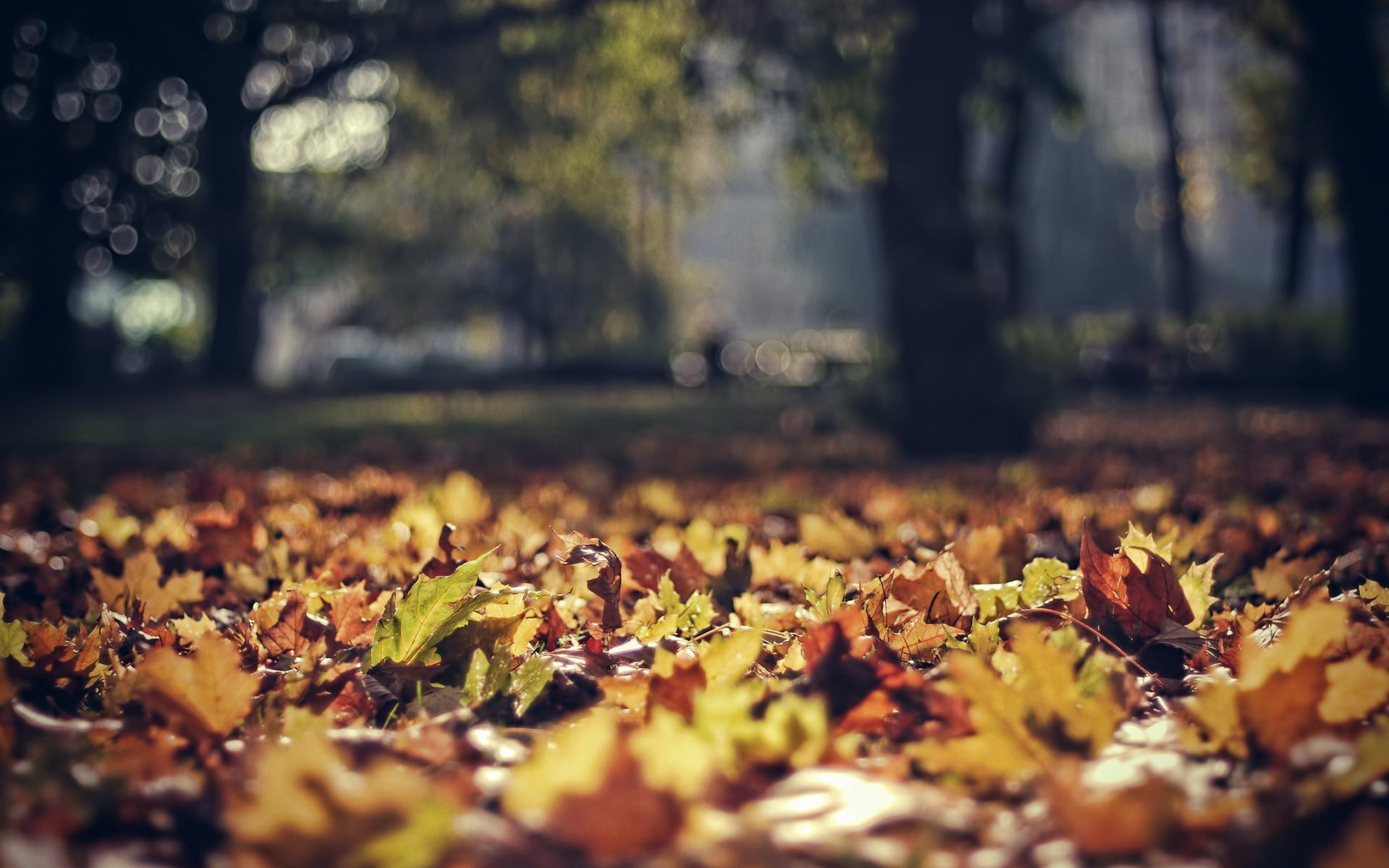 Selective focus photography of brown leafs on ground HD wallpaper ...