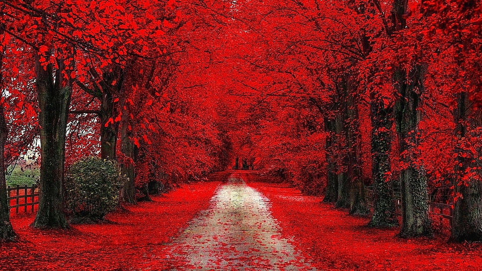 red leaf trees, nature HD wallpaper