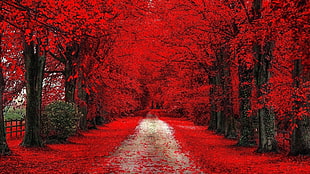 red leaf trees, nature