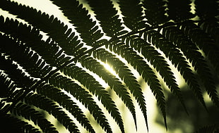 green fern plant, Leaf, Light, Shadow