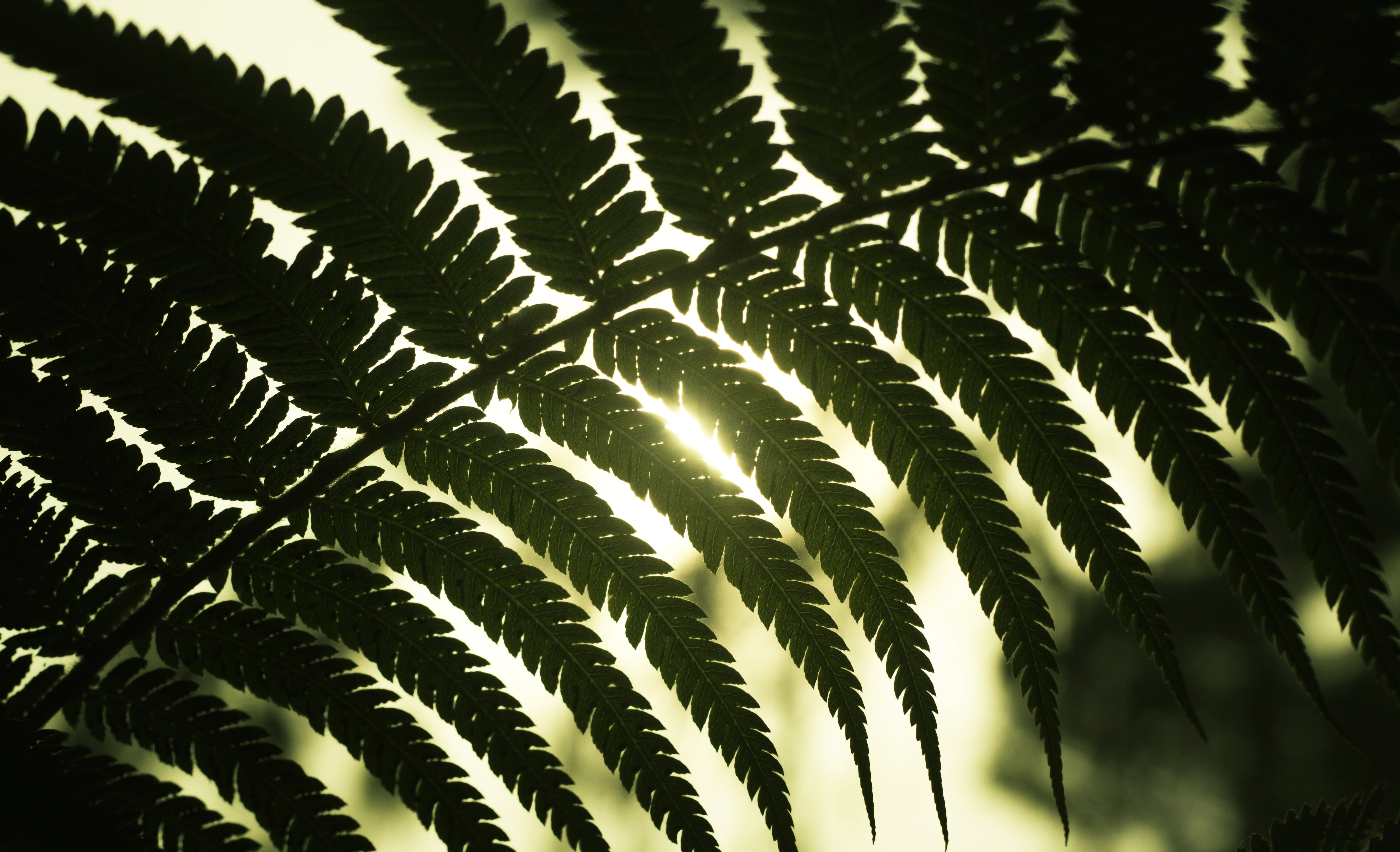 Green fern plant, Leaf, Light, Shadow HD wallpaper | Wallpaper Flare