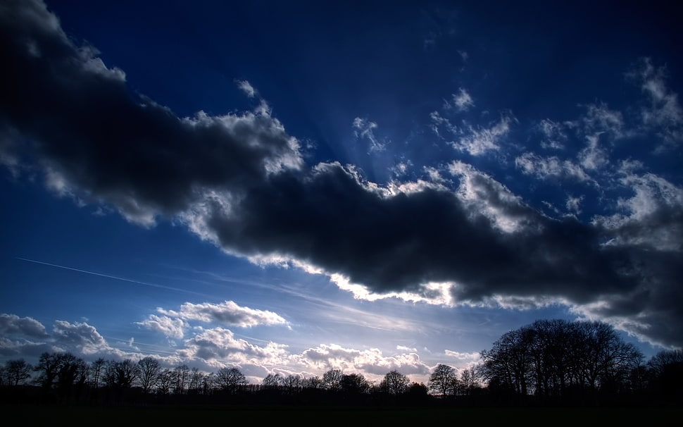 silhouette of trees under cloudy sky HD wallpaper