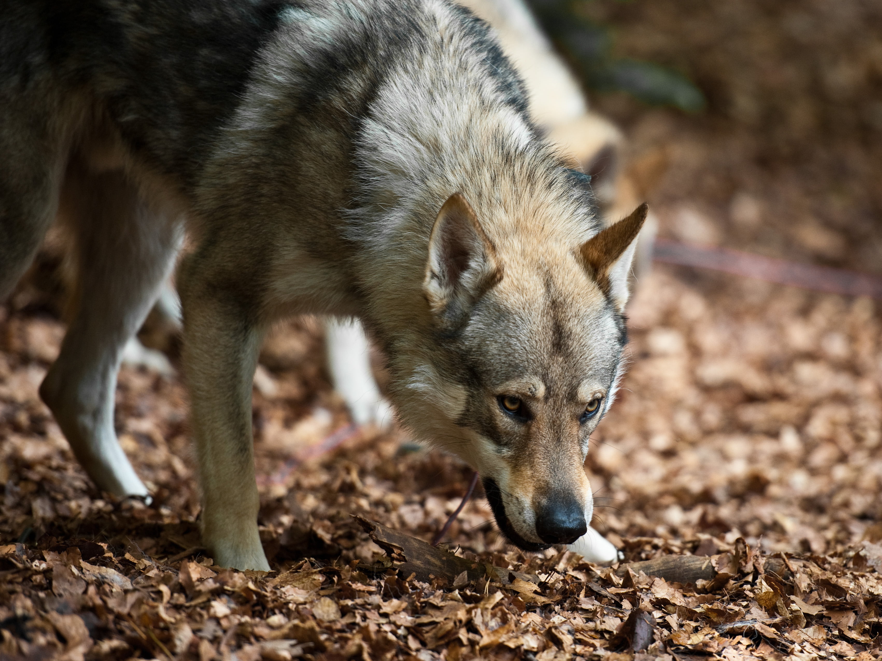 gray and black wolf on woods during daytime, dogs, czechoslovakian