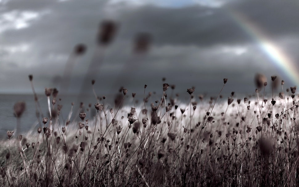 shallow focus on gray and white flowers HD wallpaper