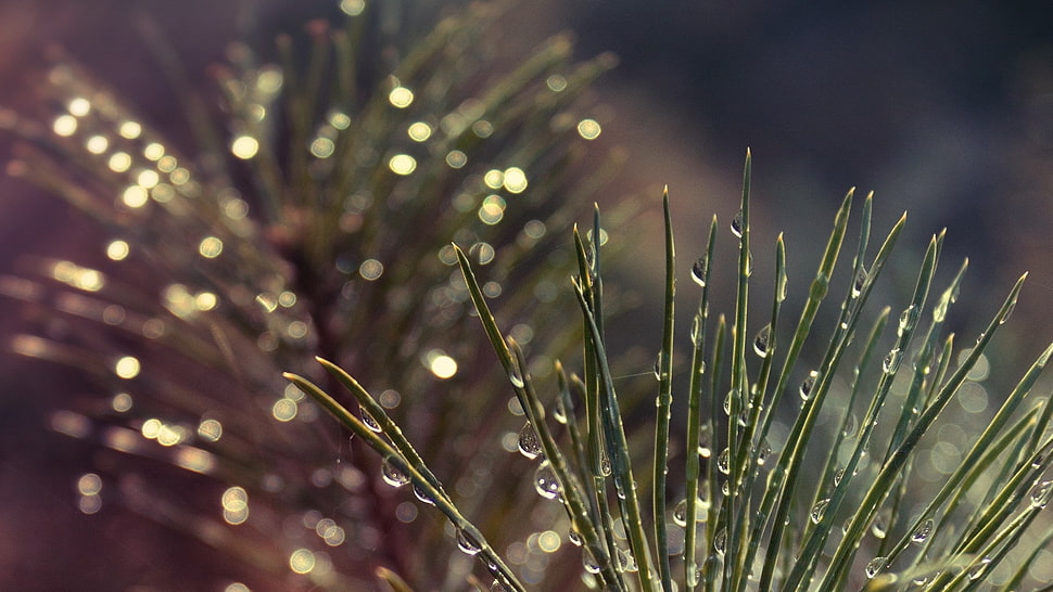grasses with raindrops HD wallpaper