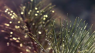 grasses with raindrops