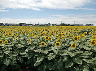 sunflower field during daytime HD wallpaper