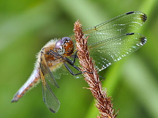 macro photography of brown garden dragonfly perched on stem