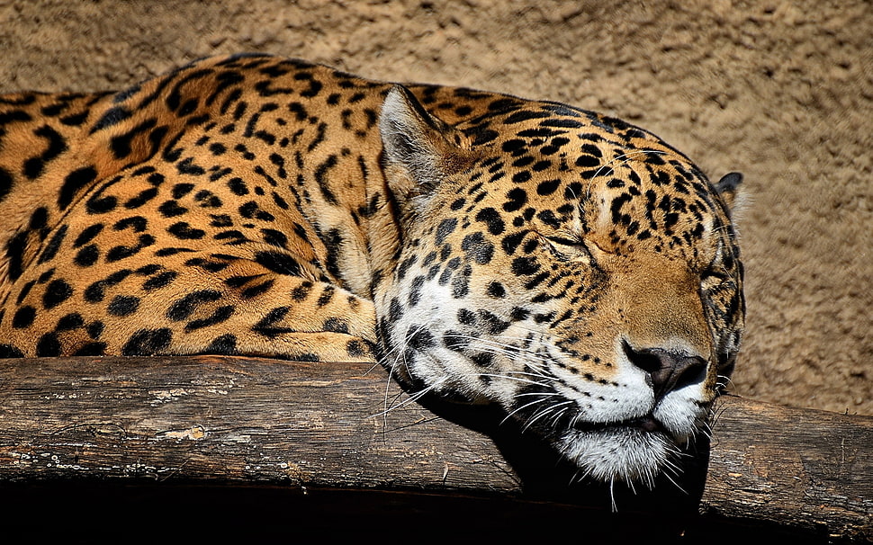 brown and black Leopard during day time HD wallpaper