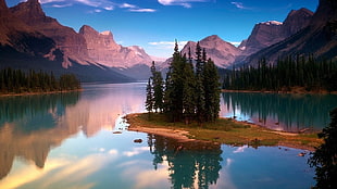 pine trees in the center of sea scenery