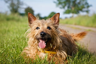 brown Yorkshire terrier
