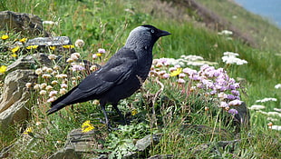 black Crow bird on near flowers, tintagel