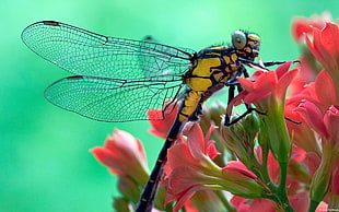 yellow and black dragonfly perched on red flower selective focus photography, nature, animals, dragonflies, insect HD wallpaper