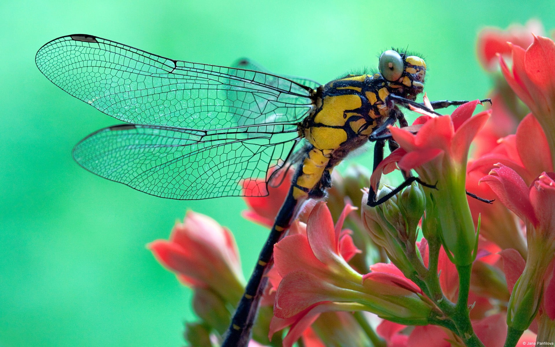 yellow and black dragonfly perched on red flower selective focus photography, nature, animals, dragonflies, insect