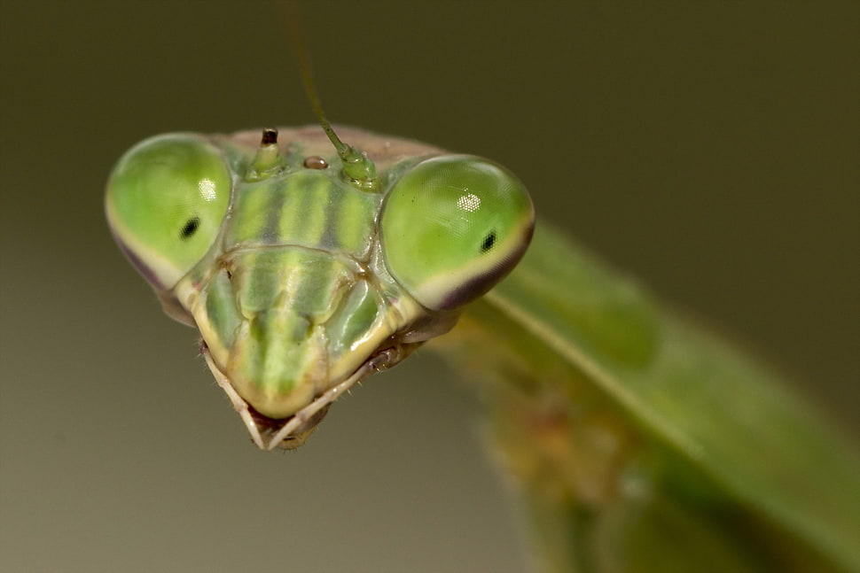 green and yellow plastic toy, insect, mantis, macro, animals HD wallpaper