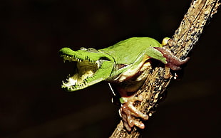 edited photo of tree frog with alligator head, frog, crocodiles, animals, photo manipulation HD wallpaper