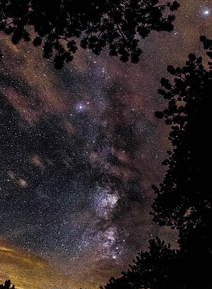 starry night, Starry sky, Stars, Trees HD wallpaper