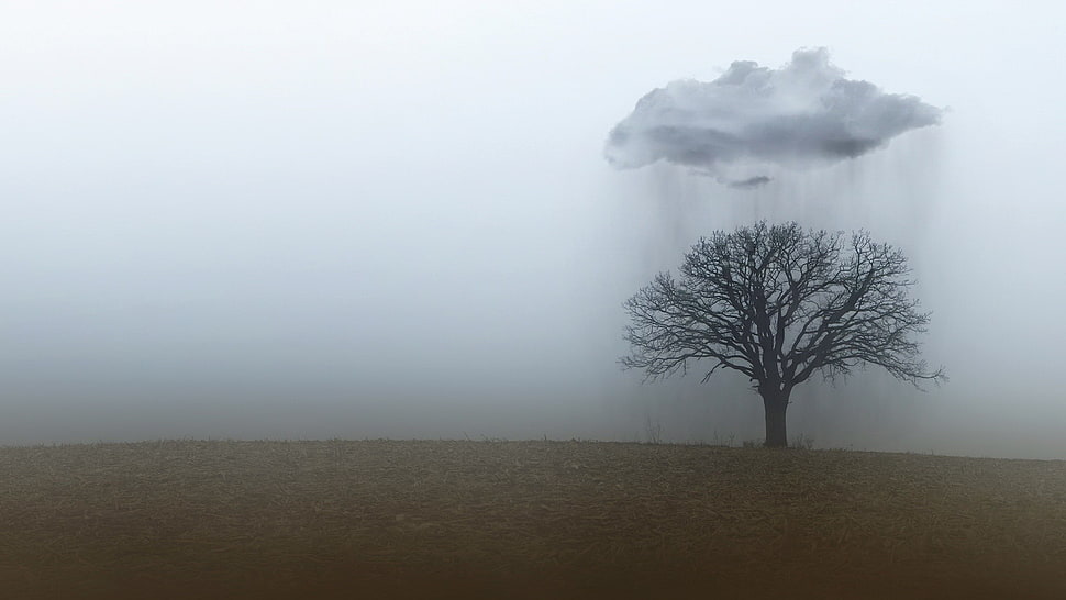 withered tree below clouds pouring rain illustration, rain, clouds, trees, landscape HD wallpaper