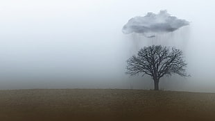 withered tree below clouds pouring rain illustration, rain, clouds, trees, landscape