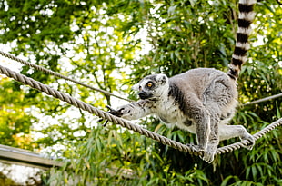 white and brown lemur